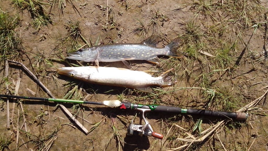Ловля щуки на спиннинг