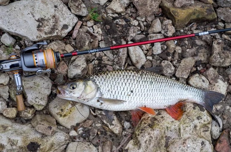 Повадки голавля и особенности ловли