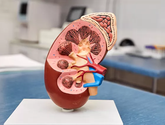 Лечение болезней почек у ветеринарного нефролога на дому