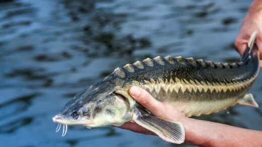 Осетр для зарыбления Осетр для зарыбления