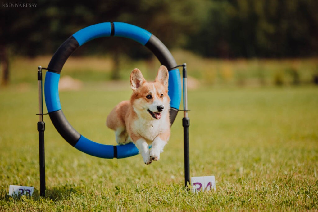 Как выбрать кинолога для дрессировки собаки