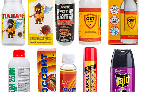 Клопы: проблема или беда?